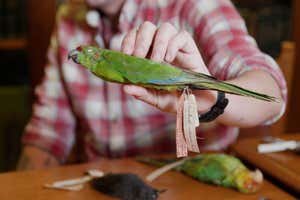 Bird specimen at NHM Tring