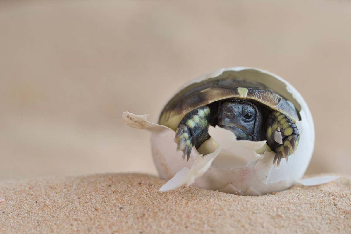 Eastern Hermann&apos;s tortoise (Testudo hermanni boettgeri) hatching from egg. Captive, occurs in South East Europe.