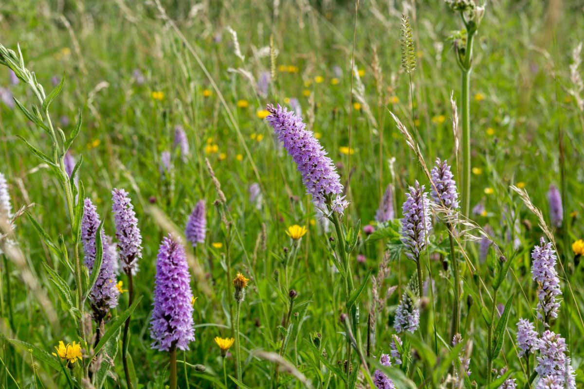 The common spotted-orchid (Dactylorhiza fuchsii)